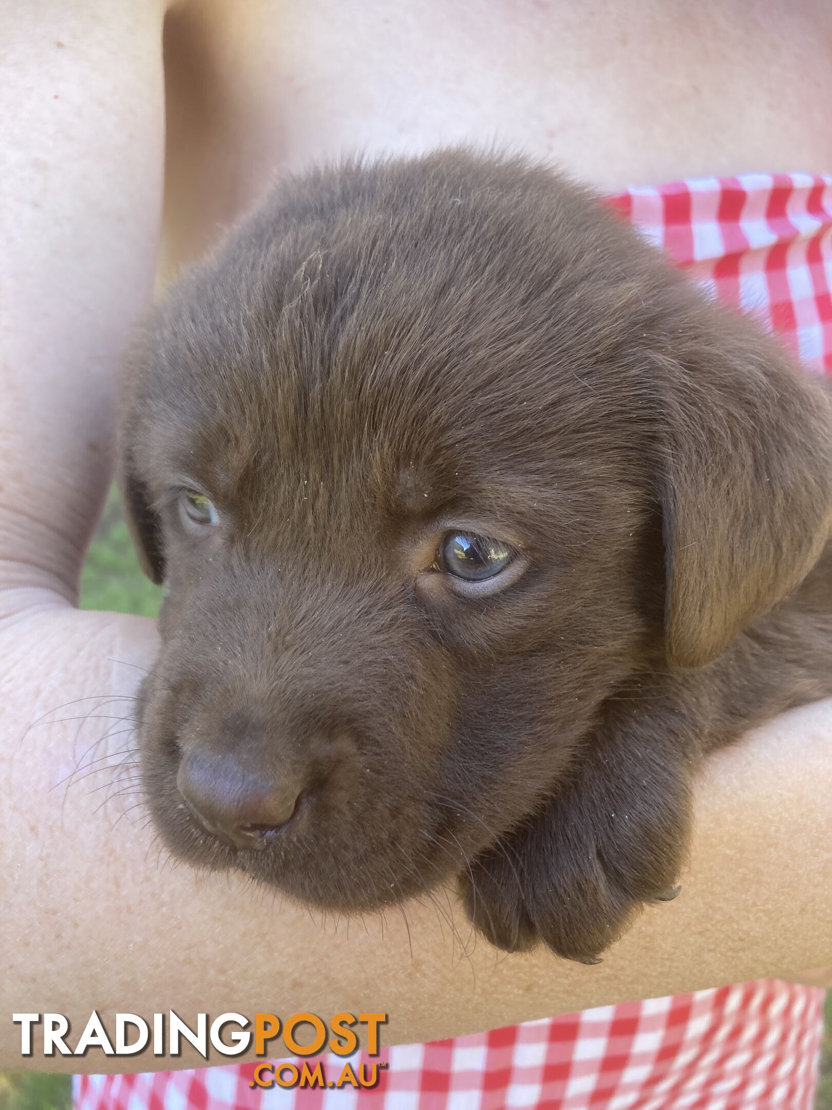 Labrador Retreiver puppies