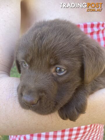 Labrador Retreiver puppies