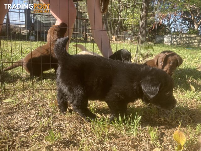 Labrador Retreiver puppies