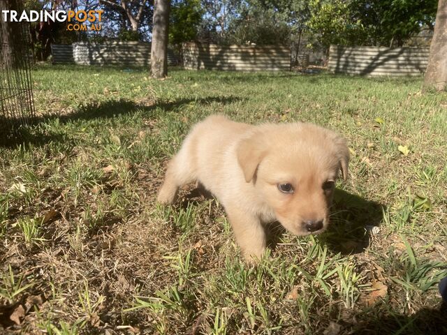 Labrador Retreiver puppies