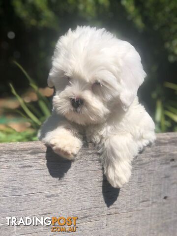 Bichon x Maltese