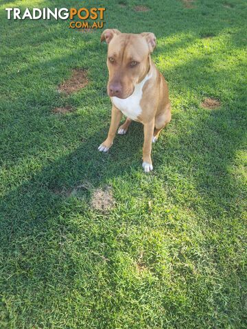 good home  needed beautiful 6 month old pure breed rednose staffy