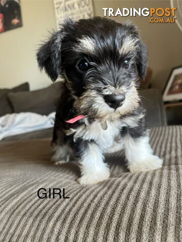 Miniature schnauzer puppies