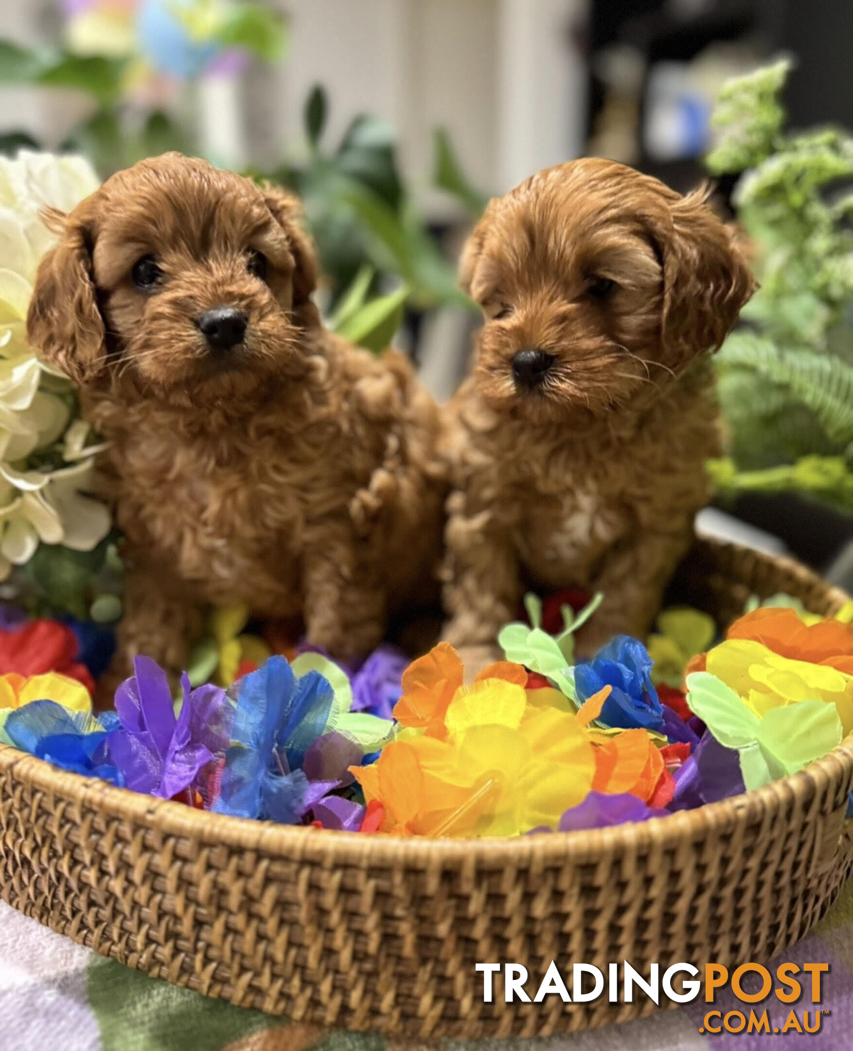 TOY CAVOODLE PUPPIES 🤎🐶🐶🐶🤎