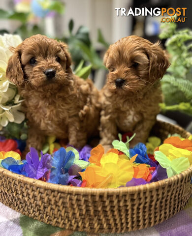 TOY CAVOODLE PUPPIES 🤎🐶🐶🐶🤎