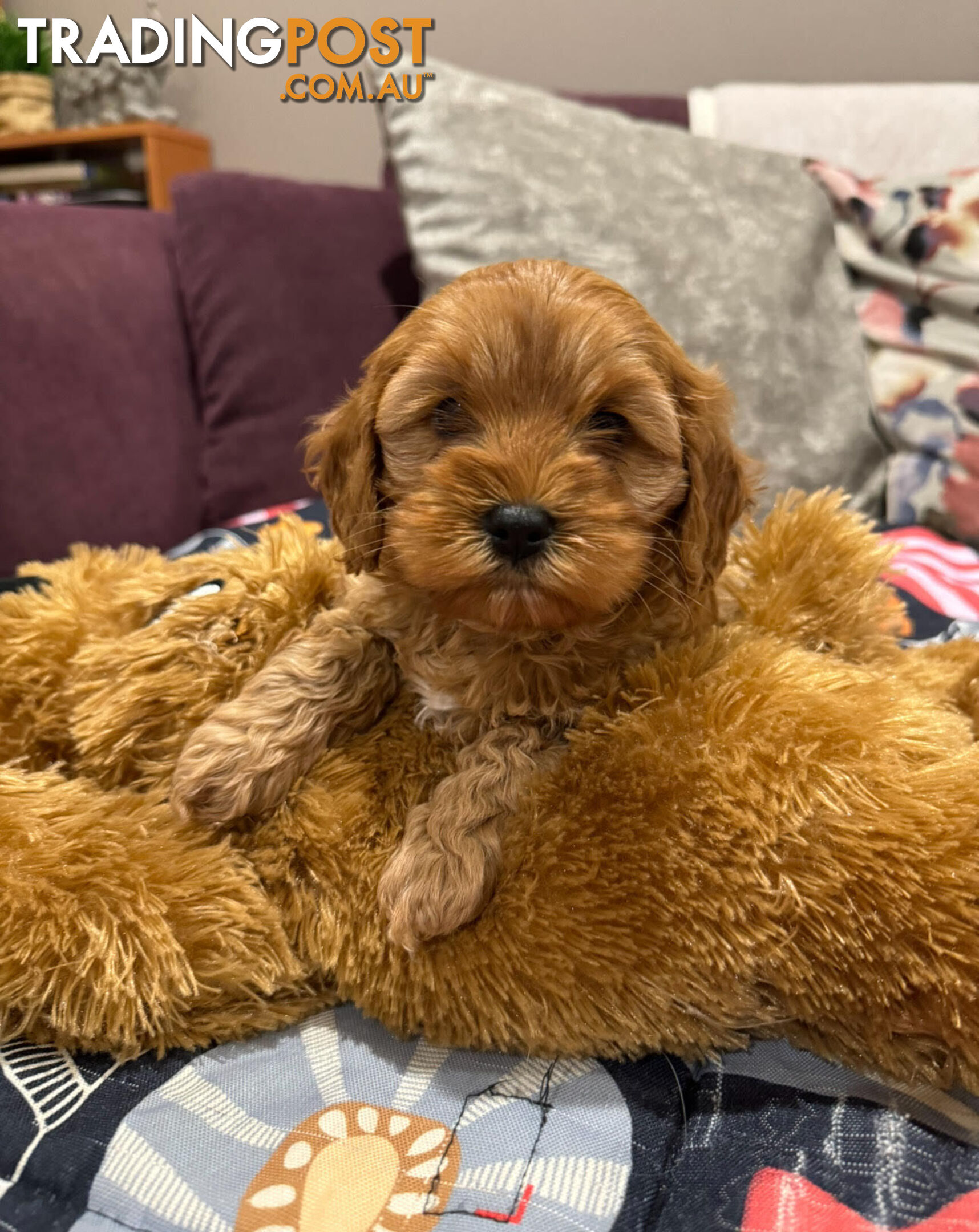 TOY CAVOODLE PUPPIES 🤎🐶🐶🐶🤎