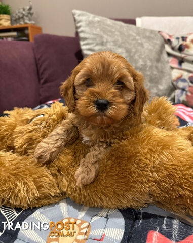 TOY CAVOODLE PUPPIES 🤎🐶🐶🐶🤎