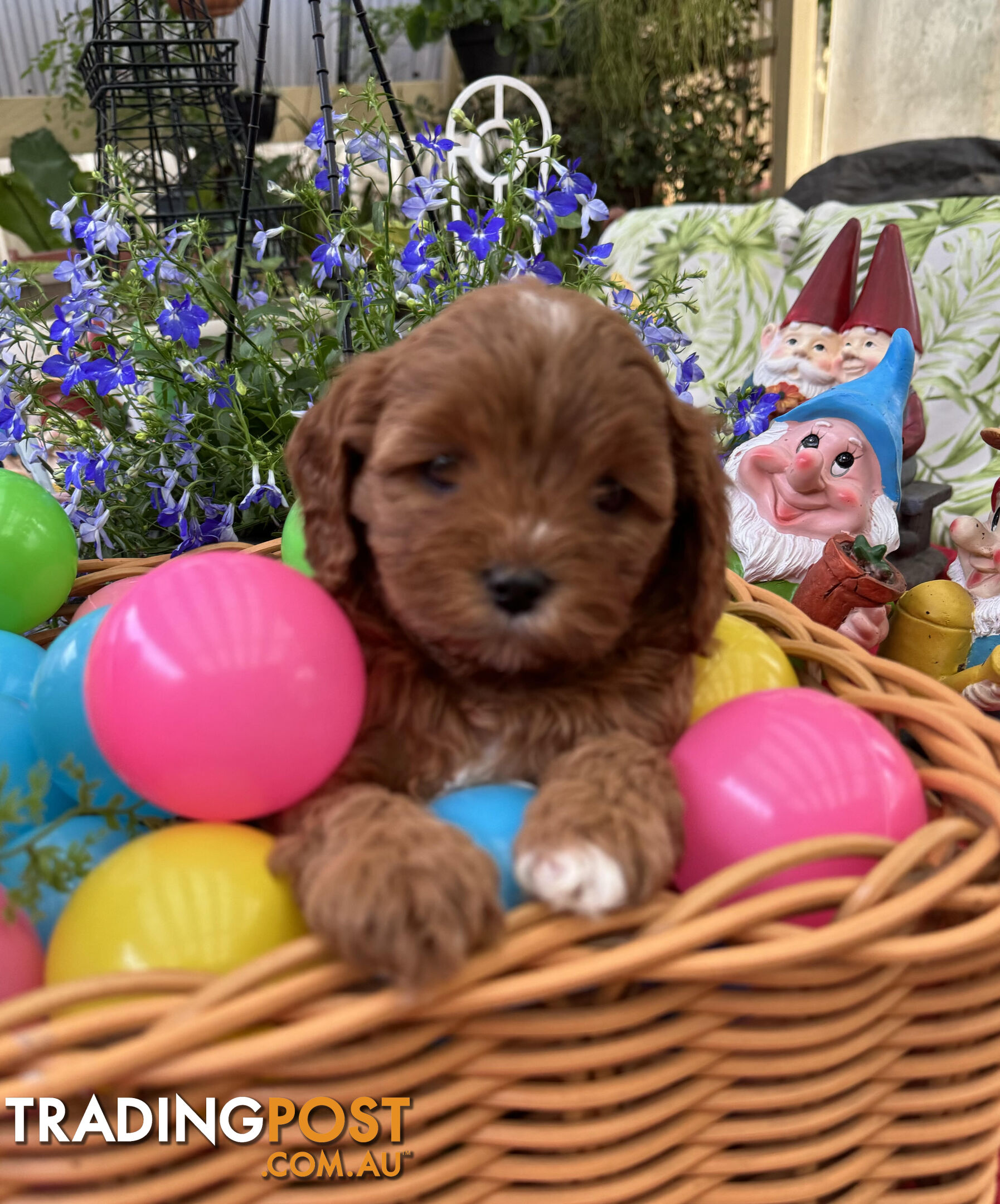 TOY CAVOODLE PUPPIES 🤎🐶🐶🐶🤎