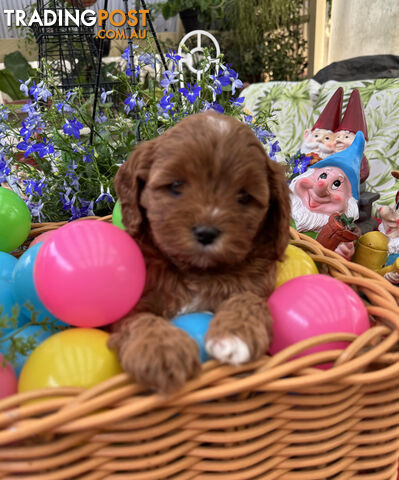 TOY CAVOODLE PUPPIES 🤎🐶🐶🐶🤎