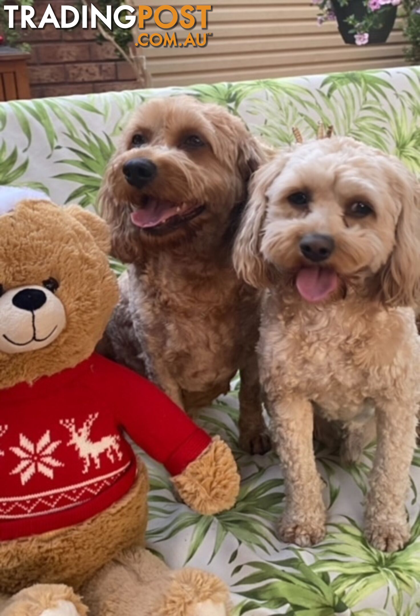 TOY CAVOODLE PUPPIES 🤎🐶🐶🐶🤎