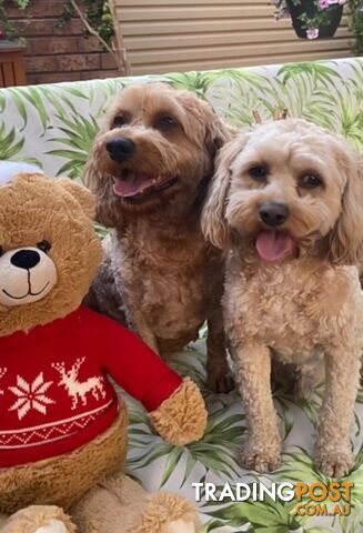 TOY CAVOODLE PUPPIES 🤎🐶🐶🐶🤎