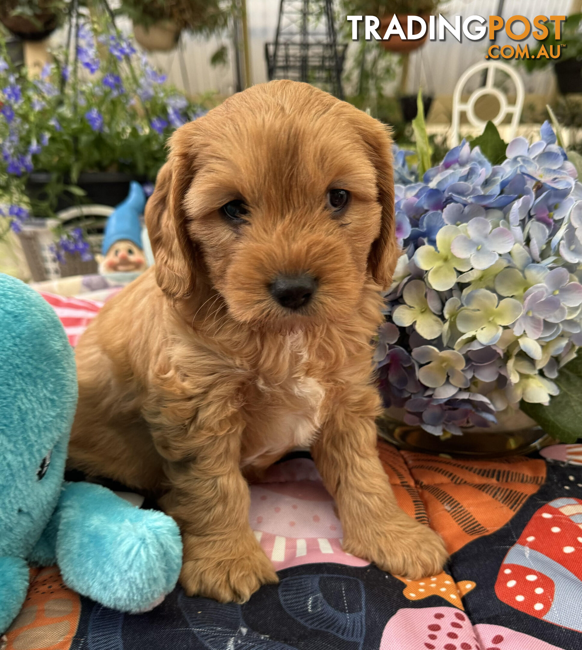 TOY CAVOODLE PUPPIES 🤎🐶🐶🐶🤎