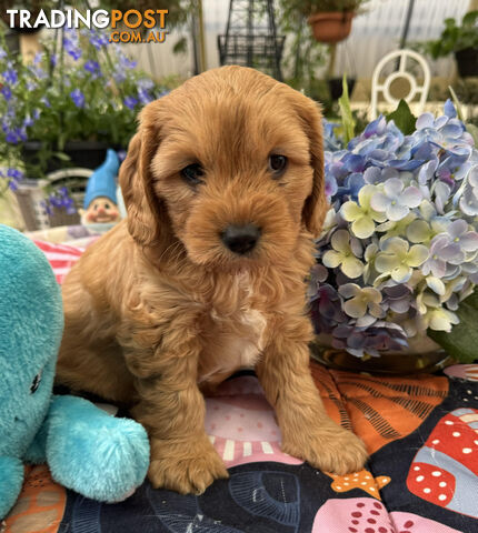 TOY CAVOODLE PUPPIES 🤎🐶🐶🐶🤎