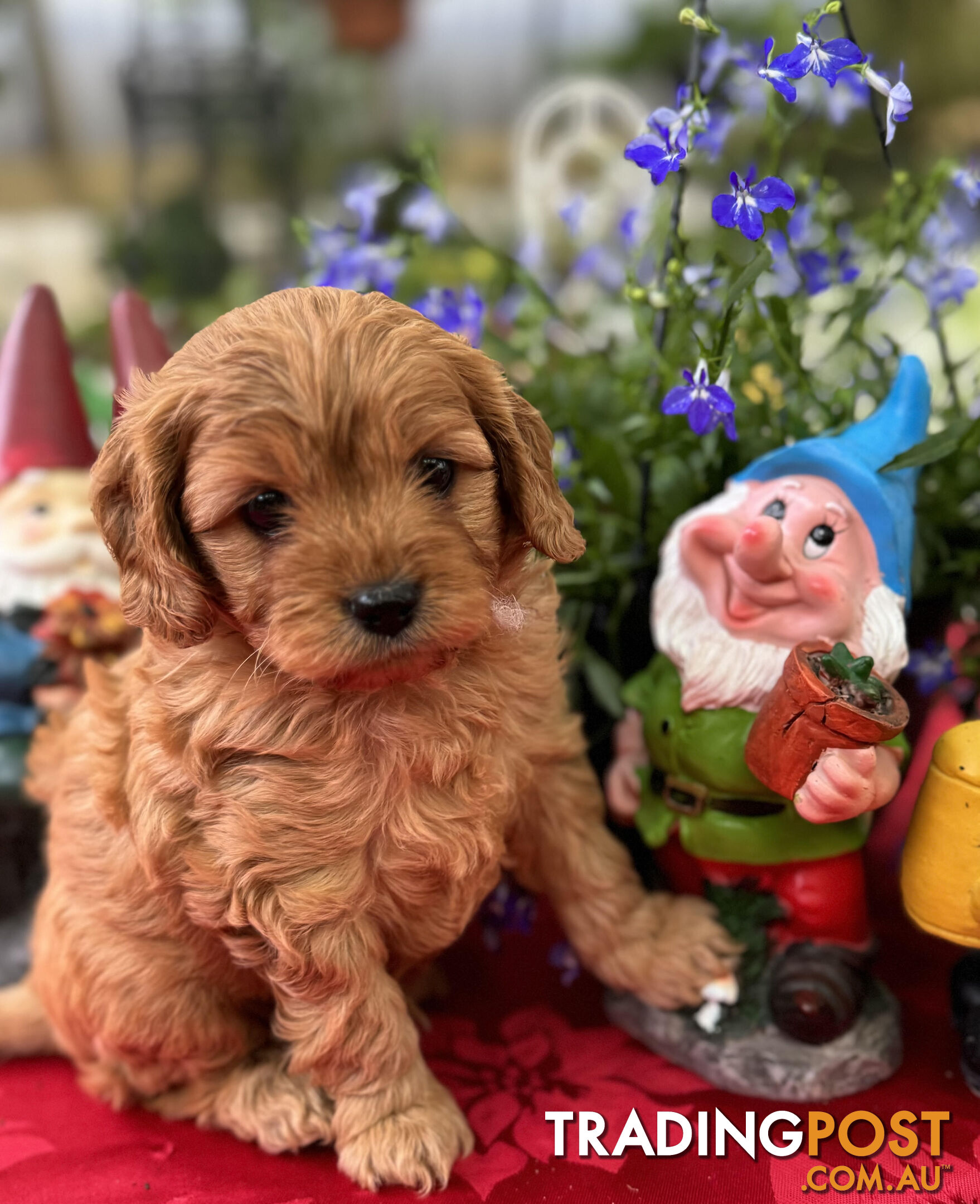 TOY CAVOODLE PUPPIES 🤎🐶🐶🐶🤎