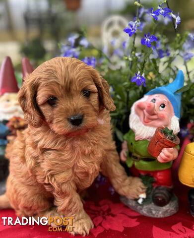 TOY CAVOODLE PUPPIES 🤎🐶🐶🐶🤎