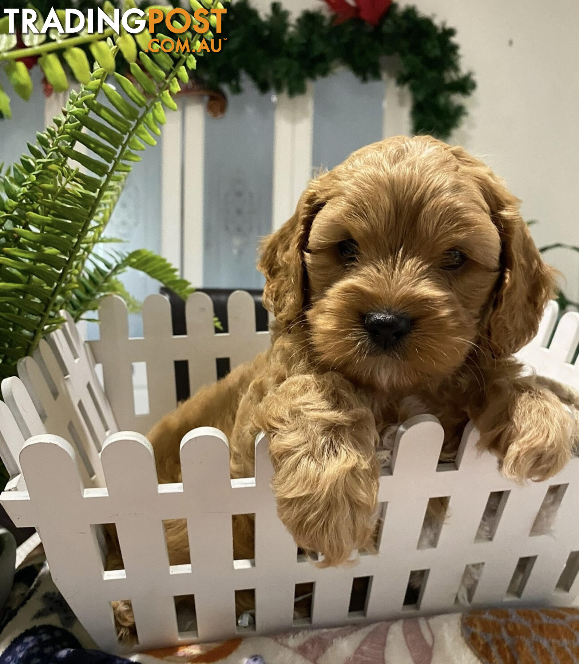 TOY CAVOODLE PUPPIES 🤎🐶🐶🐶🤎