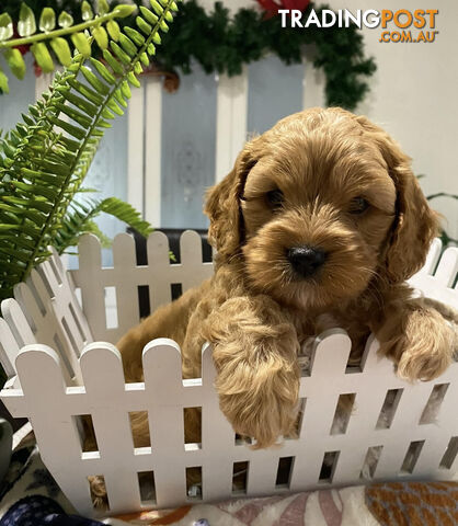 TOY CAVOODLE PUPPIES 🤎🐶🐶🐶🤎