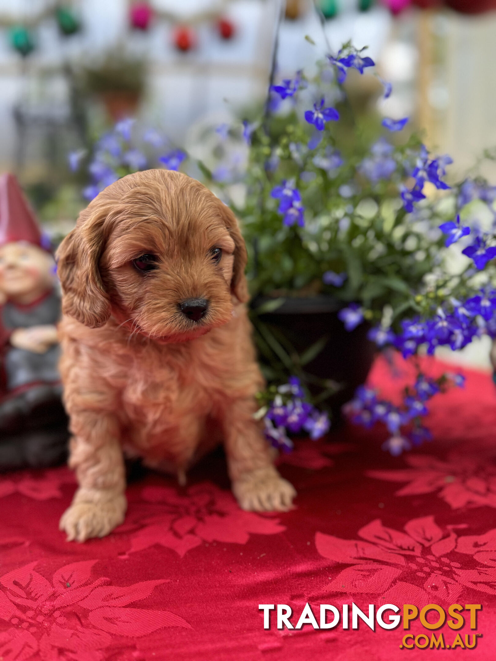 TOY CAVOODLE PUPPIES 🤎🐶🐶🐶🤎