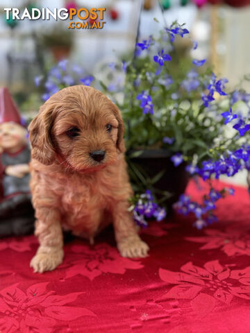 TOY CAVOODLE PUPPIES 🤎🐶🐶🐶🤎