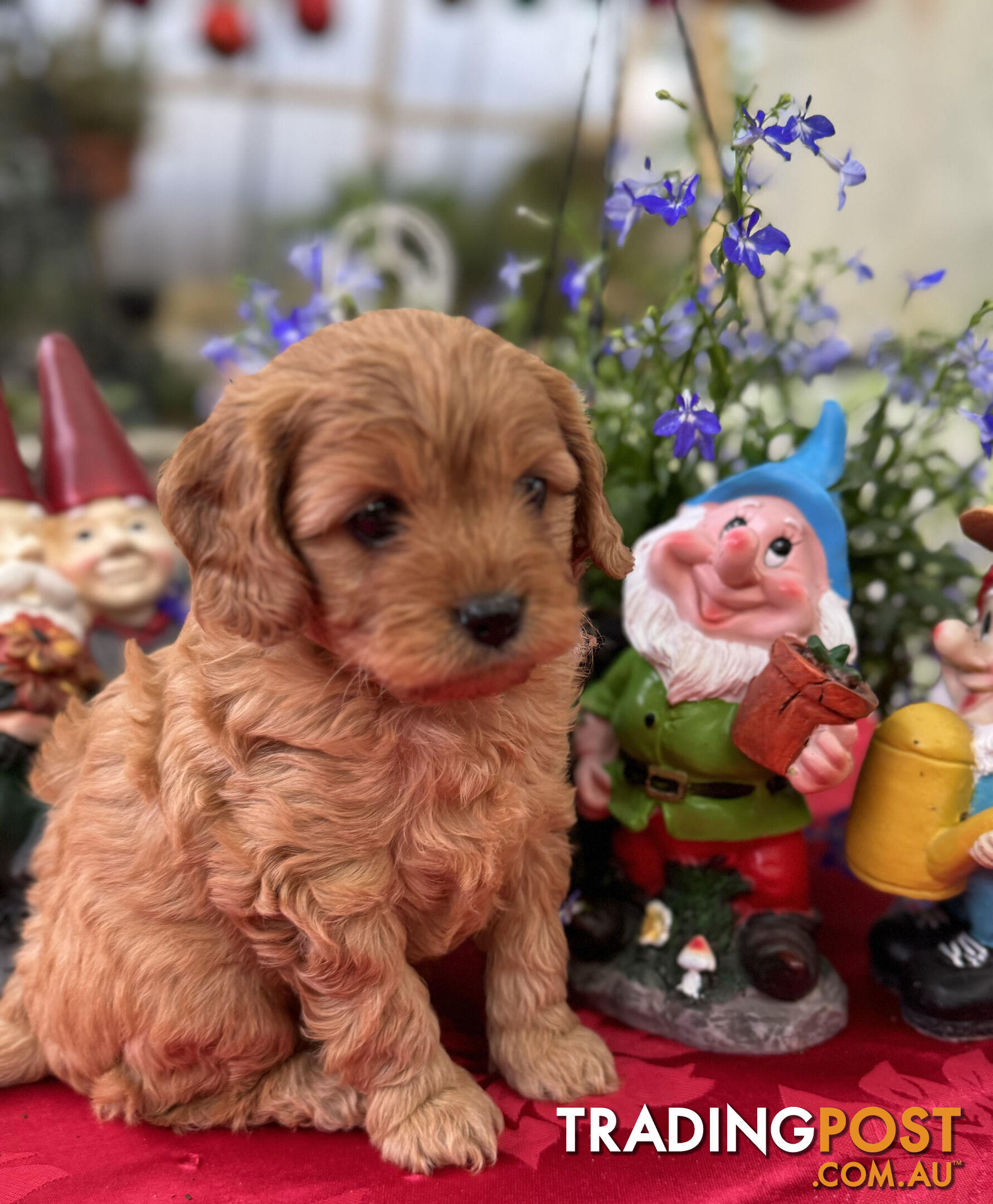 TOY CAVOODLE PUPPIES 🤎🐶🐶🐶🤎