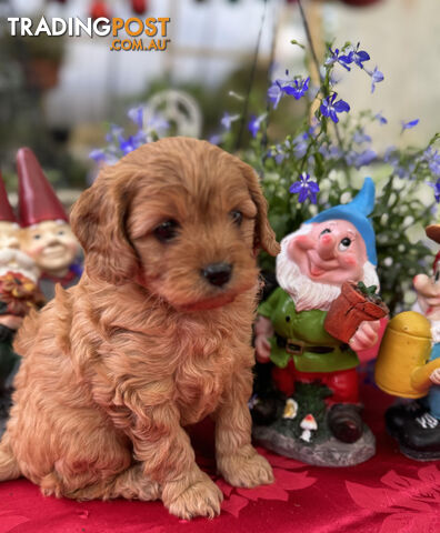 TOY CAVOODLE PUPPIES 🤎🐶🐶🐶🤎