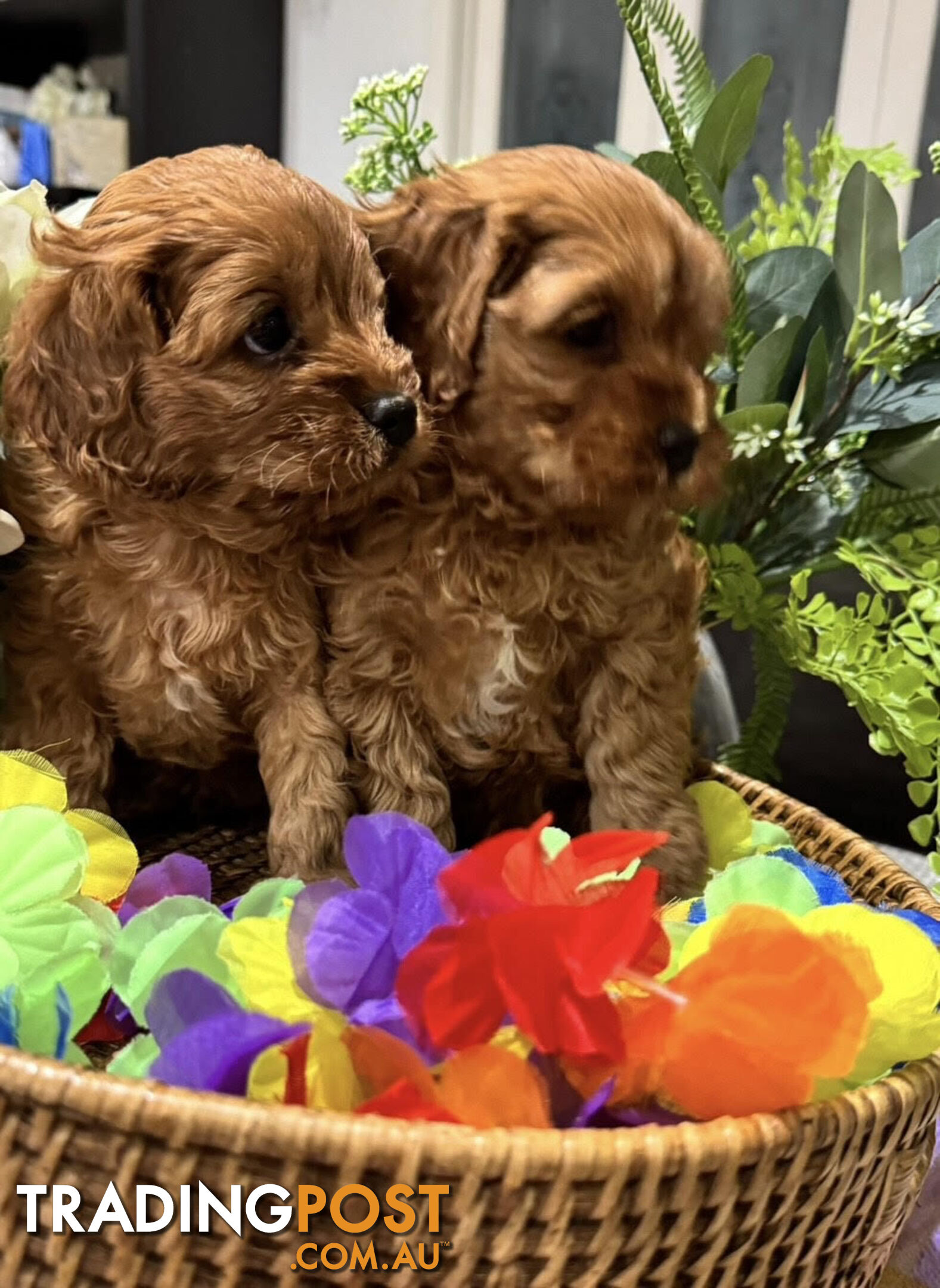 TOY CAVOODLE PUPPIES 🤎🐶🐶🐶🤎