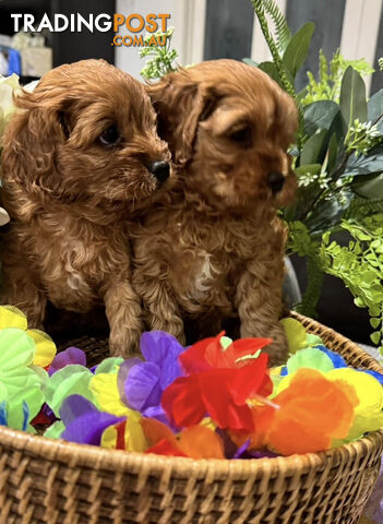 TOY CAVOODLE PUPPIES 🤎🐶🐶🐶🤎