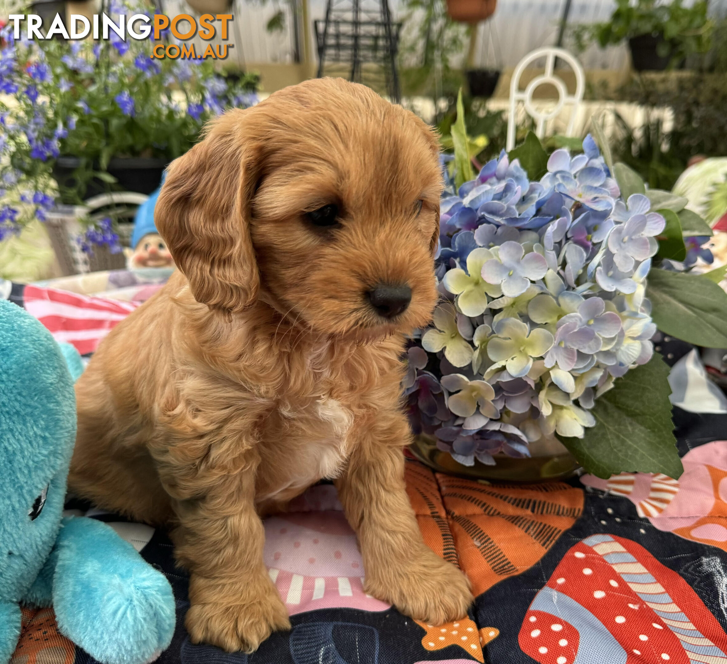 TOY CAVOODLE PUPPIES 🤎🐶🐶🐶🤎