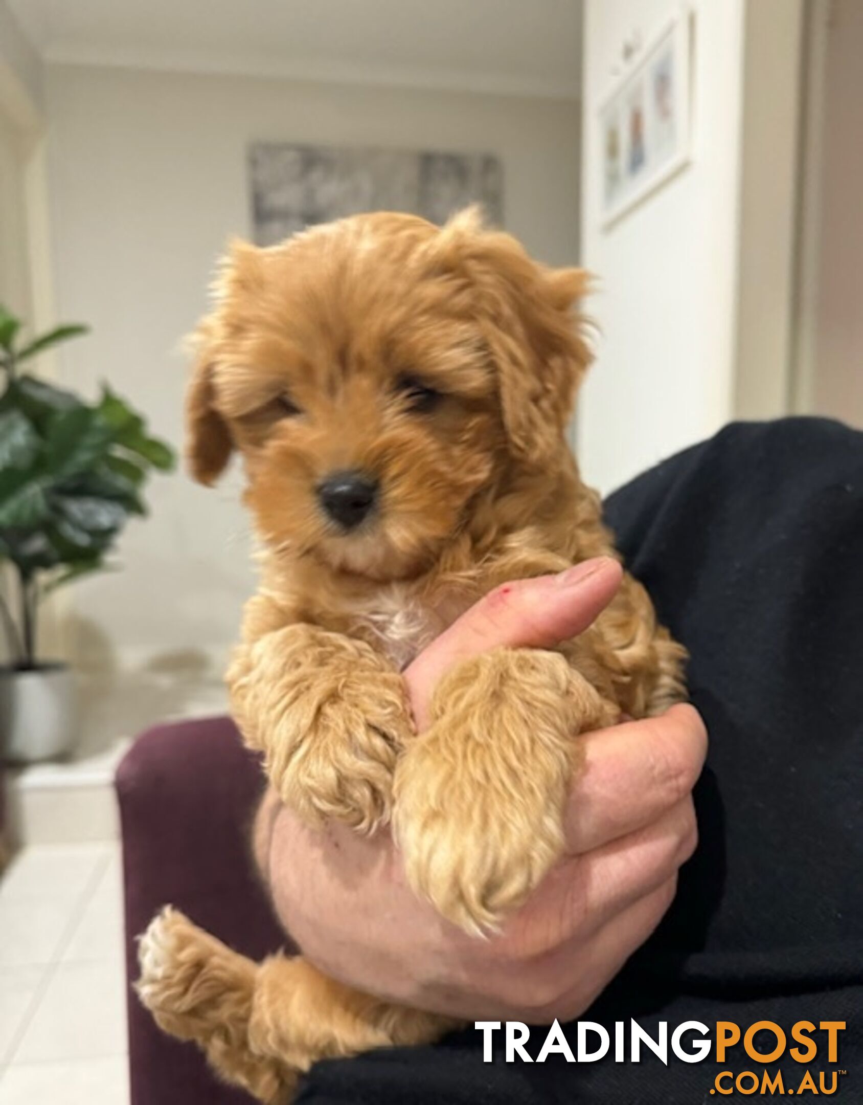 TOY CAVOODLE PUPPY 🤎🐶🐶🐶🤎