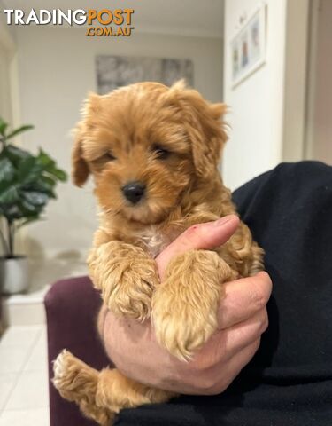 TOY CAVOODLE PUPPY 🤎🐶🐶🐶🤎