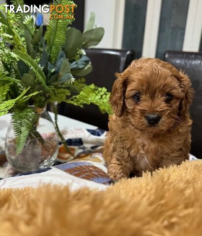 TOY CAVOODLE PUPPIES 🤎🐶🐶🐶🤎