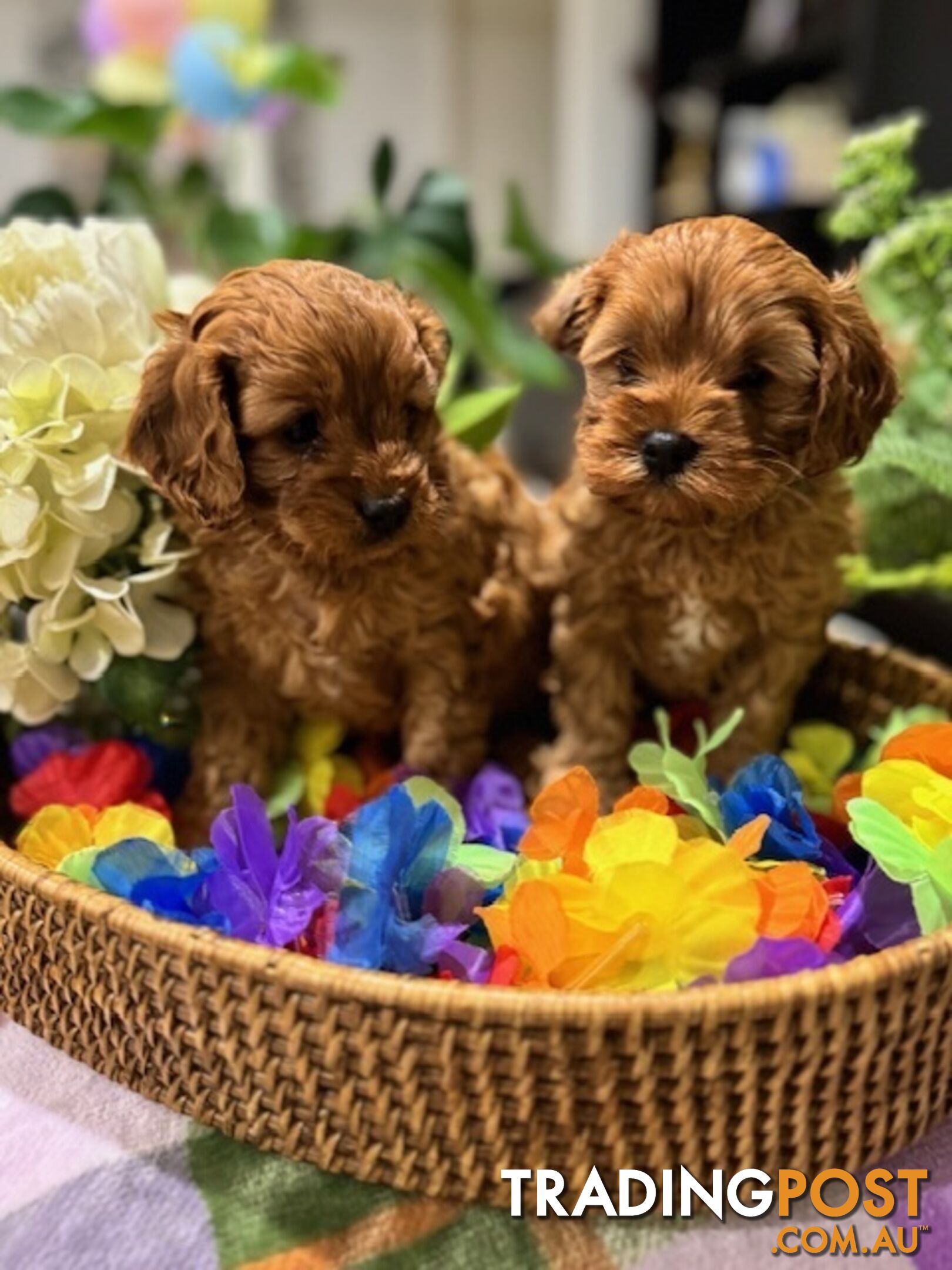 TOY CAVOODLE PUPPIES 🤎🐶🐶🐶🤎