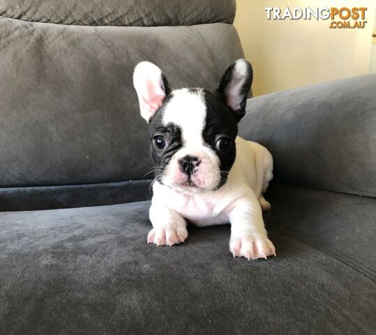 Purebred French Bulldog Puppies