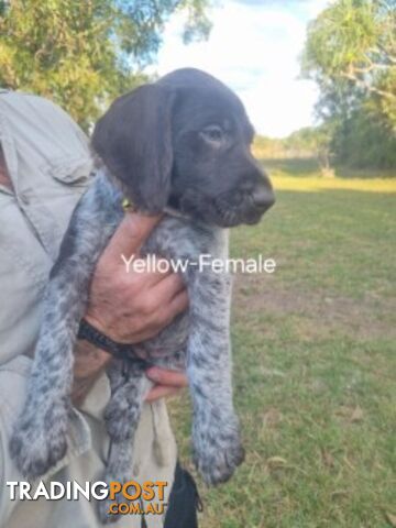 PURE BRED GERMAN WIREHAIRED POINTERS - photo 4 of 7