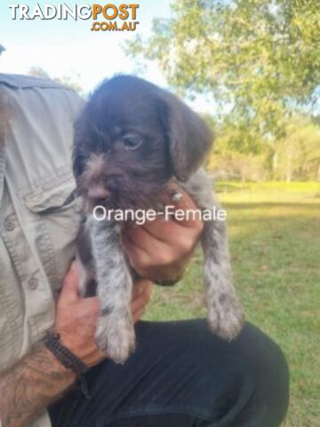 PURE BRED GERMAN WIREHAIRED POINTERS - photo 5 of 7