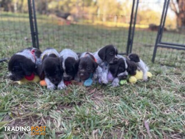 PURE BRED GERMAN WIREHAIRED POINTERS - photo 1 of 7