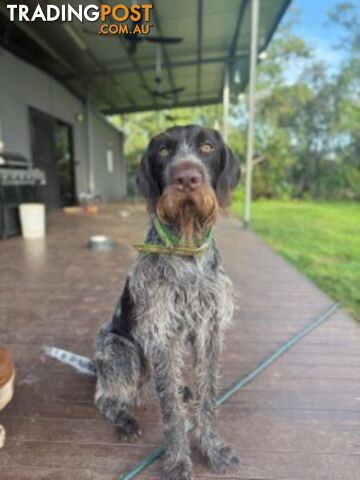 PURE BRED GERMAN WIREHAIRED POINTERS - photo 3 of 7
