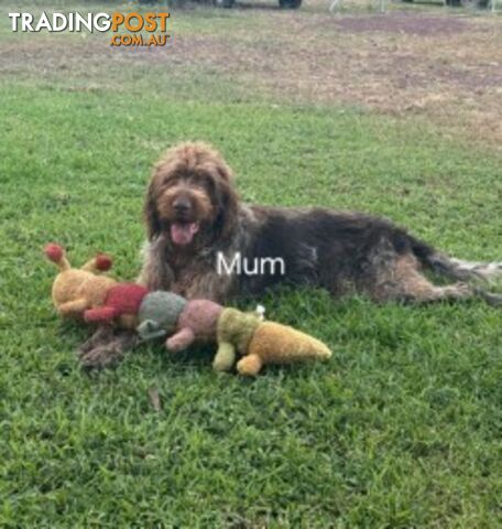 PURE BRED GERMAN WIREHAIRED POINTERS - photo 2 of 7
