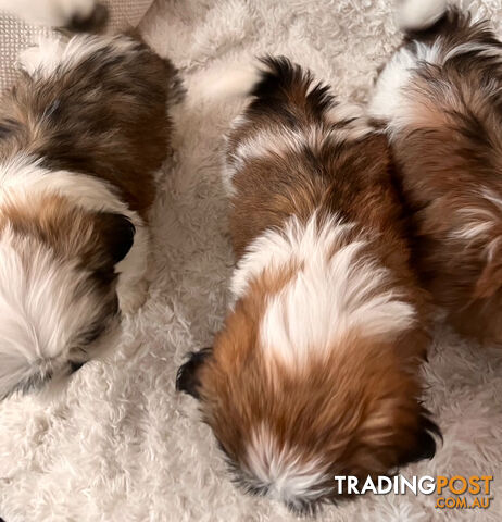 Maltese Shihtzu puppies