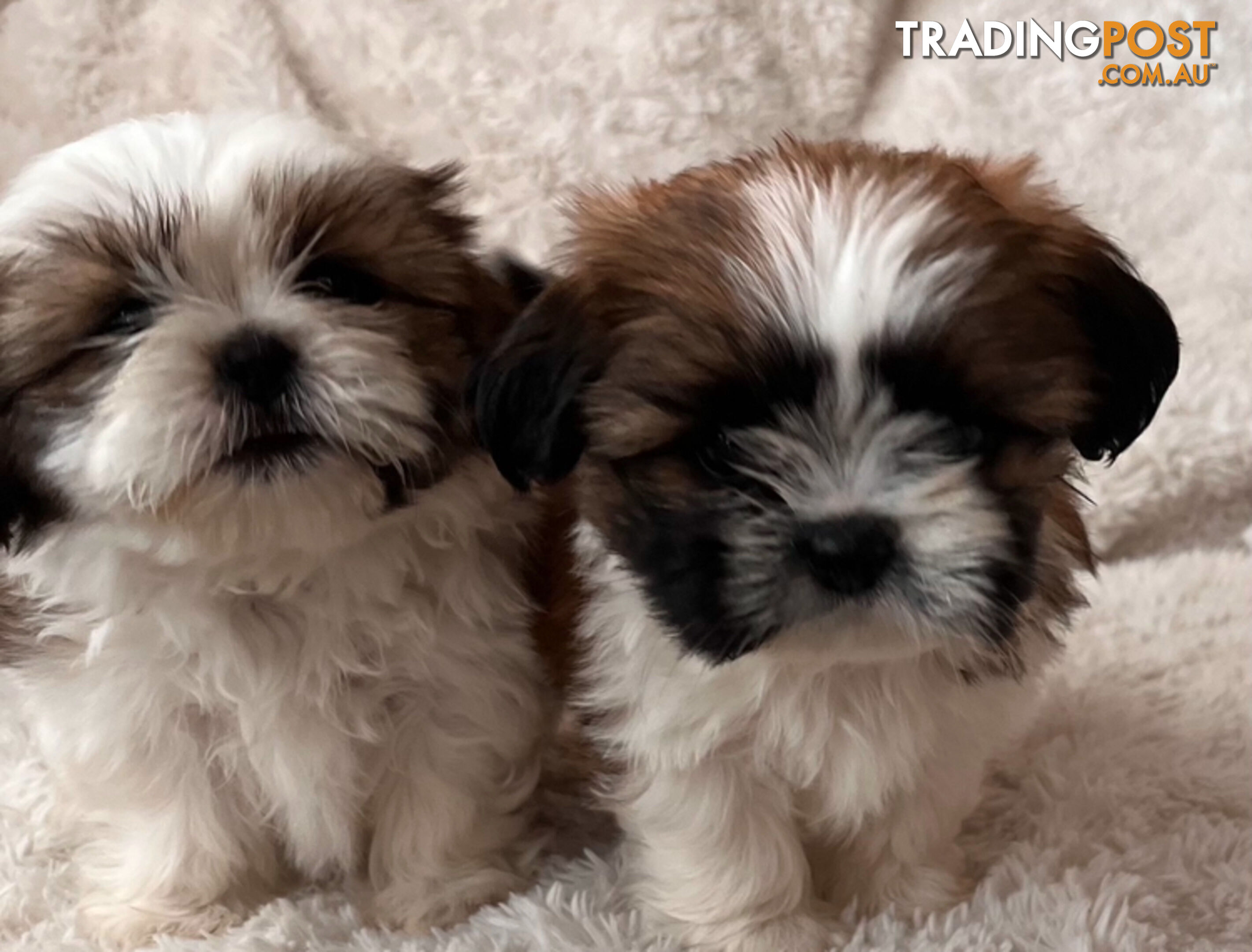 Maltese Shihtzu puppies