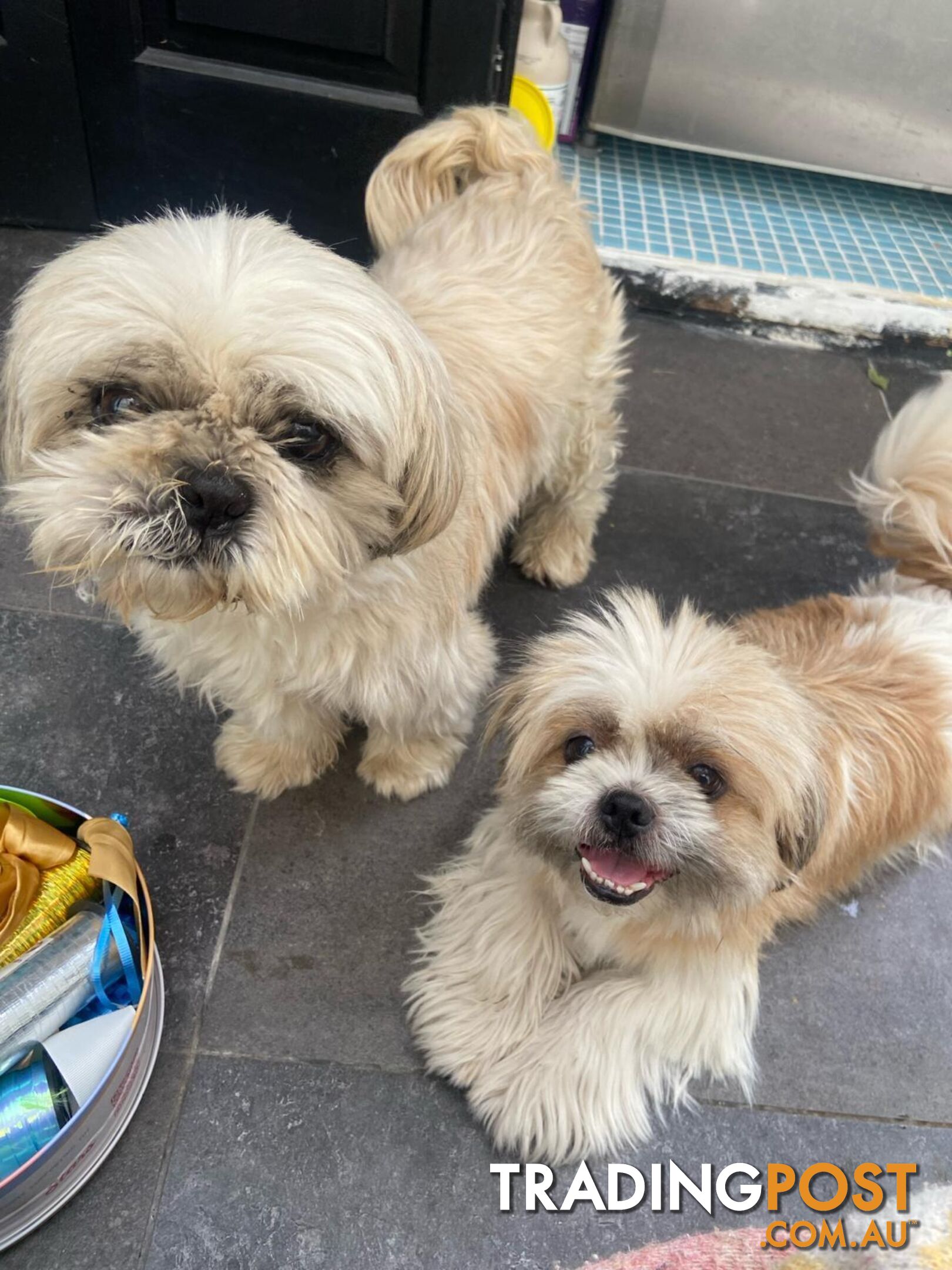 Maltese Shihtzu puppies