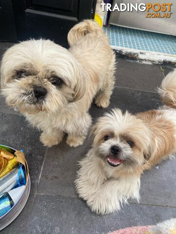 Maltese Shihtzu puppies