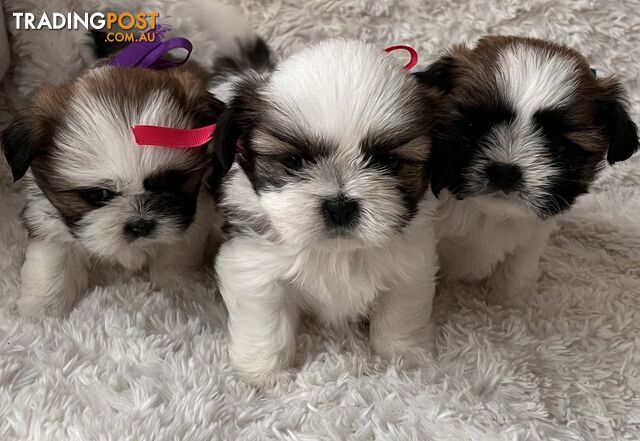 Maltese Shihtzu puppies