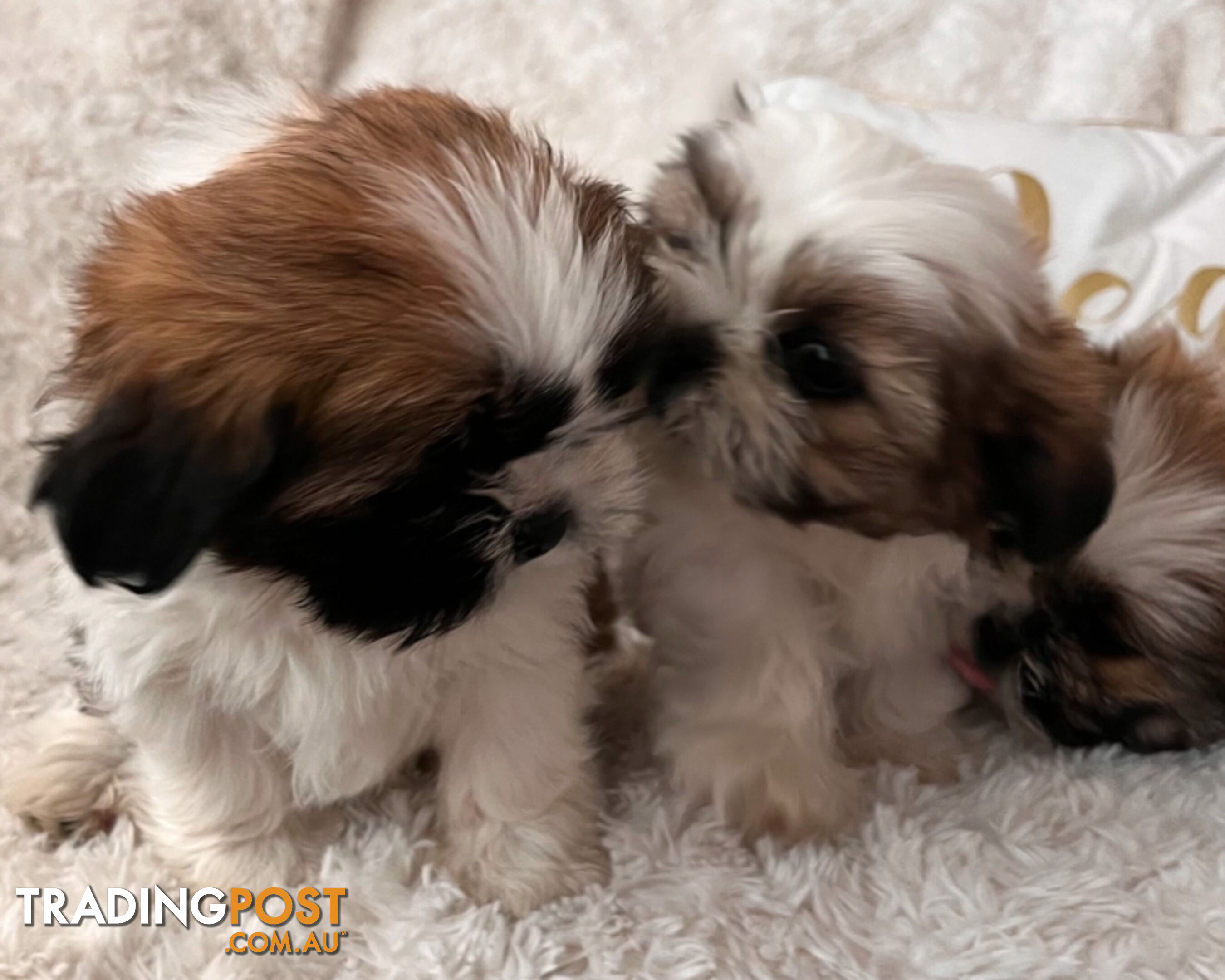 Maltese Shihtzu puppies