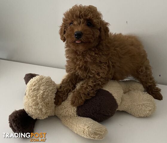 Toy-Poodle-Red-ANKC-Pedigree-Papers