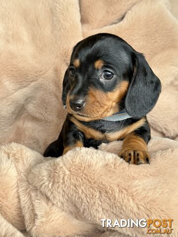 Mini smooth coat purebred Dachshund offered to the best of homes only.
