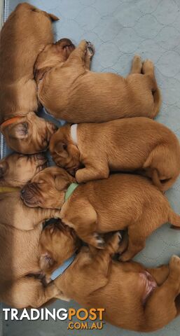 Golden Irish Puppies (Golden Retriever x Irish Setter)