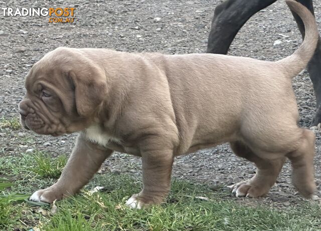 Ultimate Mastiff