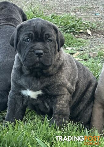 Ultimate Mastiff