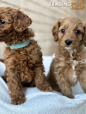 TOY CAVOODLES FOR SALE!!